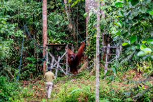 Read more about the article Malaysia: Kuching – Semenggoh Wildlife Center