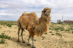 The camel boss of Aral