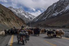 Yaks on the road