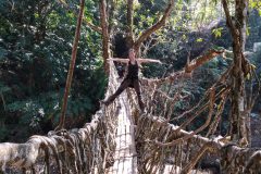 Miri checks a root bridge