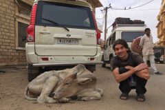 Sacred cow in Jaisalmer